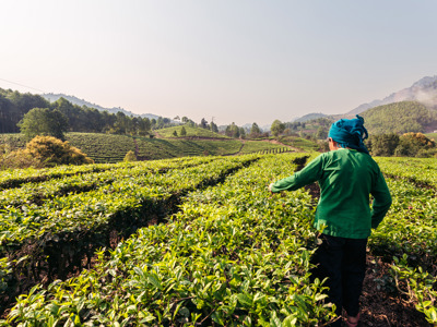 International Field Worker