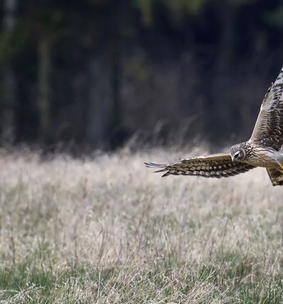 Hen Harrier