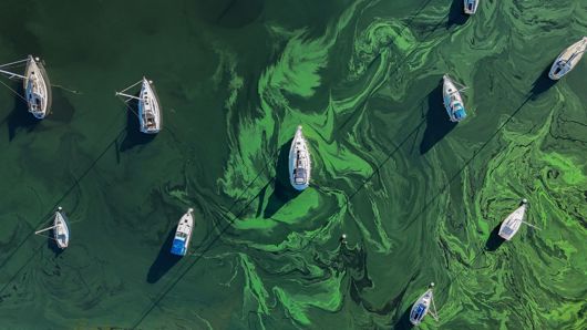 Algal blooms on lake Windermere: green swirls on green water. Boats are moored on the water