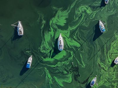 Windermere Algal Bloom Matt Staniek