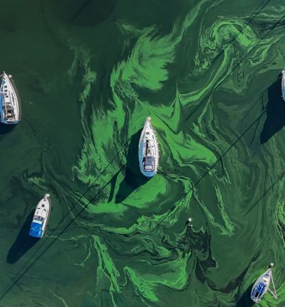 Windermere Algal Bloom Matt Staniek